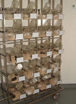 Animal facilities.